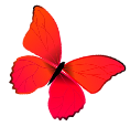 C:\Users\User\Desktop\pngtree-beautiful-red-butterfly-illustration-vector-png-image_4364932.png